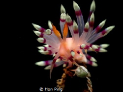 Flabellina exoptata. by Hon Ping 